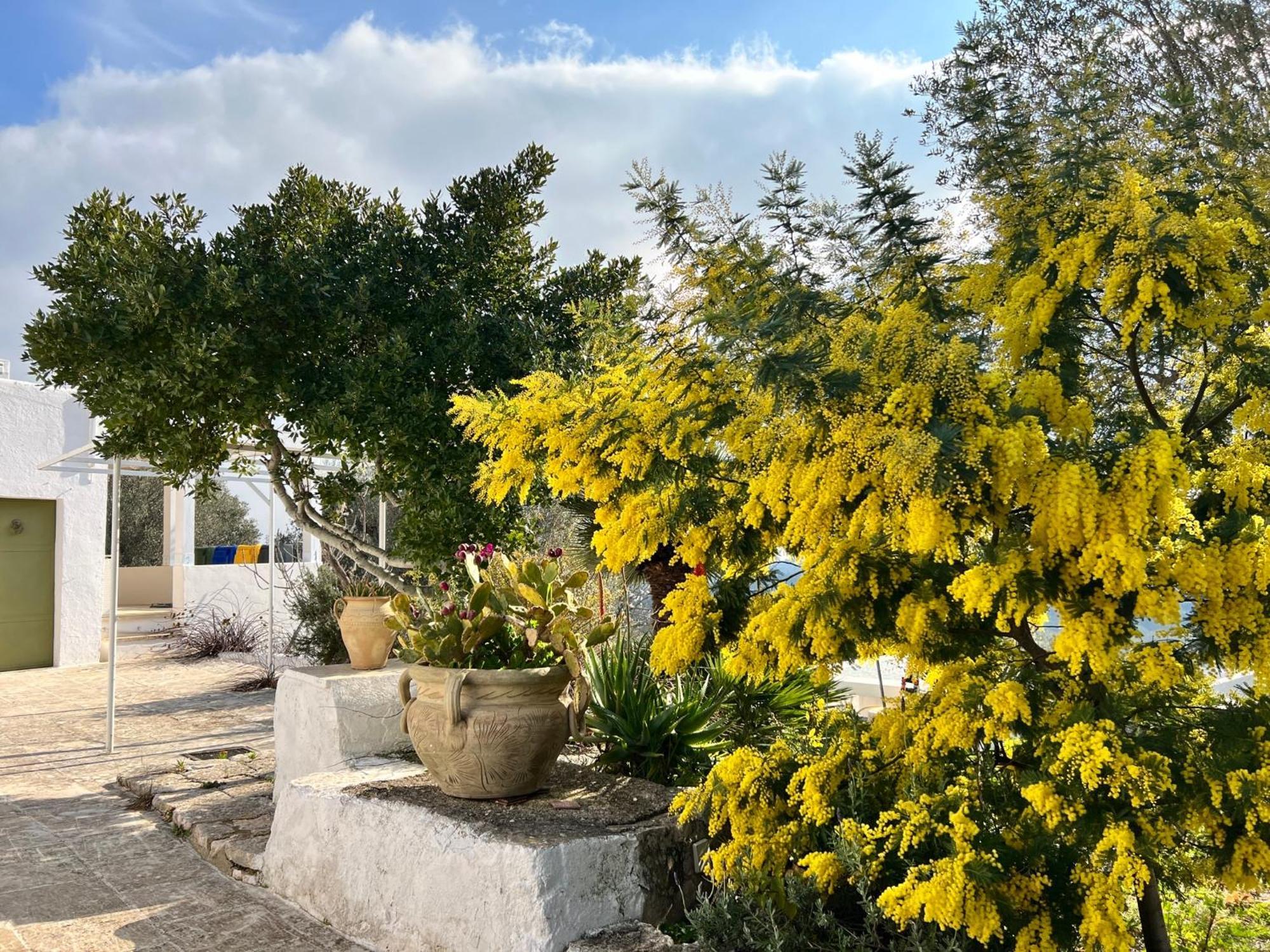 Syconium Trullo And Lamia Gea Charme And History Hotel Ostuni Exterior photo